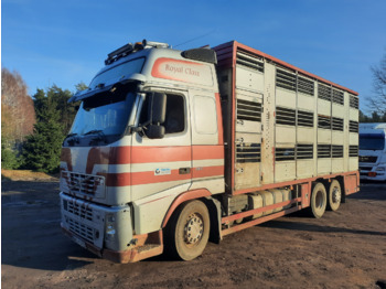Для перевезення худоби вантажівка VOLVO FH12