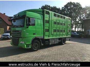 Для перевезення худоби вантажівка DAF 105 / 460 Menke 3 Stock: фото 1