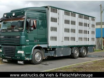Для перевезення худоби вантажівка DAF XF105/410 Spacecup Menke 4 Stock: фото 1
