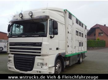 Для перевезення худоби вантажівка DAF XF 105/410 SC Menke 3 Stock Vollalu: фото 1
