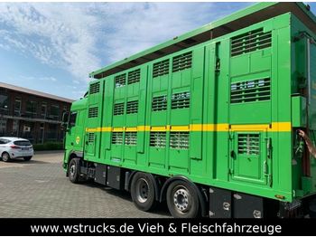 Для перевезення худоби вантажівка DAF XF 105/460 SC Menke 3 Stock Hubdach: фото 1