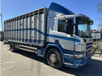 Для перевезення худоби вантажівка SCANIA P 310