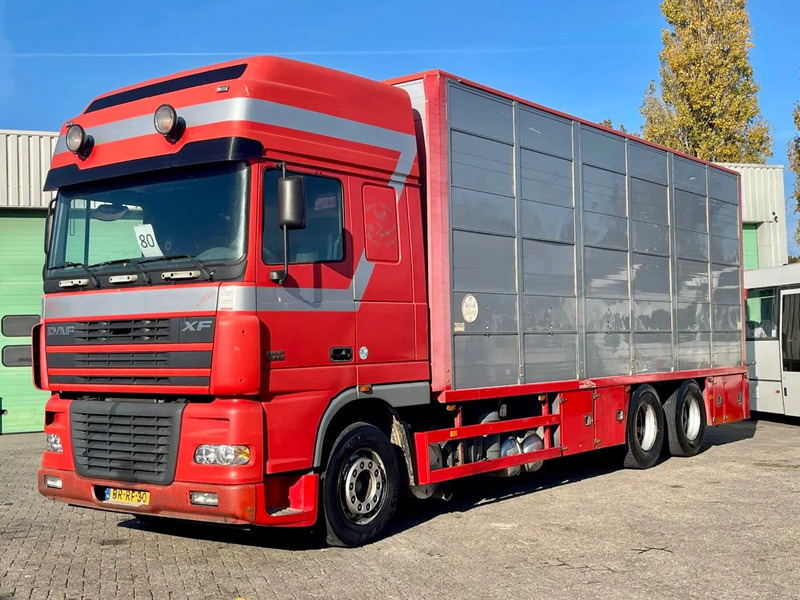 DAF XF 95.430 BERDEX 3 decks. Water, fans, Scales! Excellent condition. - Для перевезення худоби вантажівка: фото 1 DAF XF 95.430 BERDEX 3 decks. Water, fans, Scales! Excellent condition. - Для перевезення худоби вантажівка: фото 1