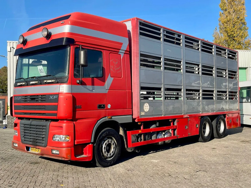 DAF XF 95.430 BERDEX 3 decks. Water, fans, Scales! Excellent condition. - Для перевезення худоби вантажівка: фото 2 DAF XF 95.430 BERDEX 3 decks. Water, fans, Scales! Excellent condition. - Для перевезення худоби вантажівка: фото 2