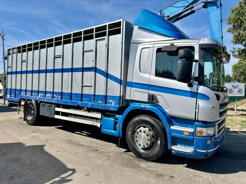 Scania P310 4x2 LIVESTOCK / VEEWAGEN / TIERTRANSPORT / BETAILLERE - ALU BOX 7m - MANUAL - A/C - BELGIAN TRUCK - Для перевезення худоби вантажівка: фото 1 Scania P310 4x2 LIVESTOCK / VEEWAGEN / TIERTRANSPORT / BETAILLERE - ALU BOX 7m - MANUAL - A/C - BELGIAN TRUCK - Для перевезення худоби вантажівка: фото 1