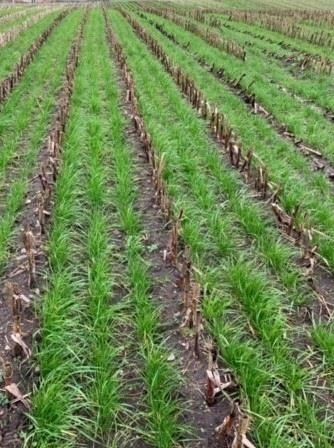 Gaspardo ***CropSeed*** Frøudstyr til radrenser  - Обладнання для післязбиральної обробки: фото 5 Gaspardo ***CropSeed*** Frøudstyr til radrenser  - Обладнання для післязбиральної обробки: фото 5