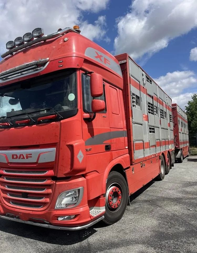 DAF XF 460 + Przyczepa Pezzaoli - 3X Trzoda, 2 X Bydło I 3 poziomy I Podnoszony dach I Hydroburta I Osie Skrętne I Poidła I Wentylatory I Pilot Manualny | Euro5 - Для перевезення худоби вантажівка: фото 2 DAF XF 460 + Przyczepa Pezzaoli - 3X Trzoda, 2 X Bydło I 3 poziomy I Podnoszony dach I Hydroburta I Osie Skrętne I Poidła I Wentylatory I Pilot Manualny | Euro5 - Для перевезення худоби вантажівка: фото 2