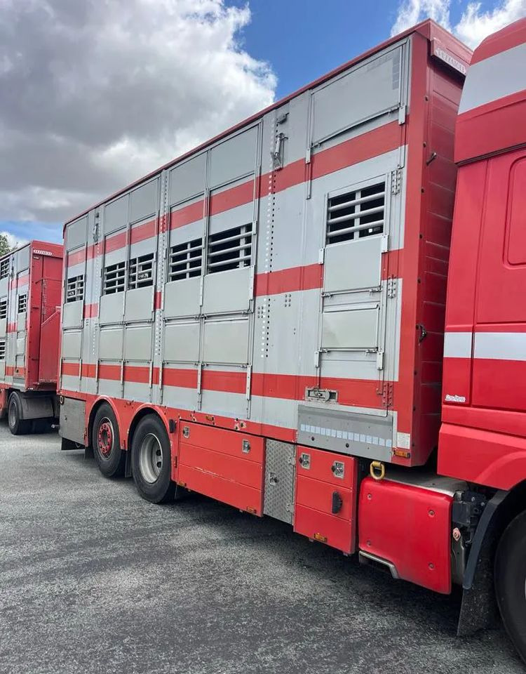 DAF XF 530 + Przyczepa Pezzaoli - 3X Trzoda, 2 X Bydło I 3 poziomy I Podnoszony dach I Hydroburta I Osie Skrętne I Poidła I Wentylatory I Pilot Manualny | - Для перевезення худоби вантажівка: фото 3 DAF XF 530 + Przyczepa Pezzaoli - 3X Trzoda, 2 X Bydło I 3 poziomy I Podnoszony dach I Hydroburta I Osie Skrętne I Poidła I Wentylatory I Pilot Manualny | - Для перевезення худоби вантажівка: фото 3