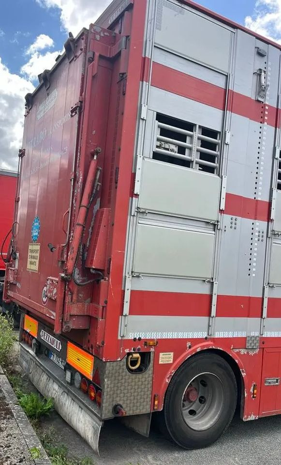 DAF XF 530 + Przyczepa Pezzaoli - 3X Trzoda, 2 X Bydło I 3 poziomy I Podnoszony dach I Hydroburta I Osie Skrętne I Poidła I Wentylatory I Pilot Manualny | - Для перевезення худоби вантажівка: фото 5 DAF XF 530 + Przyczepa Pezzaoli - 3X Trzoda, 2 X Bydło I 3 poziomy I Podnoszony dach I Hydroburta I Osie Skrętne I Poidła I Wentylatory I Pilot Manualny | - Для перевезення худоби вантажівка: фото 5