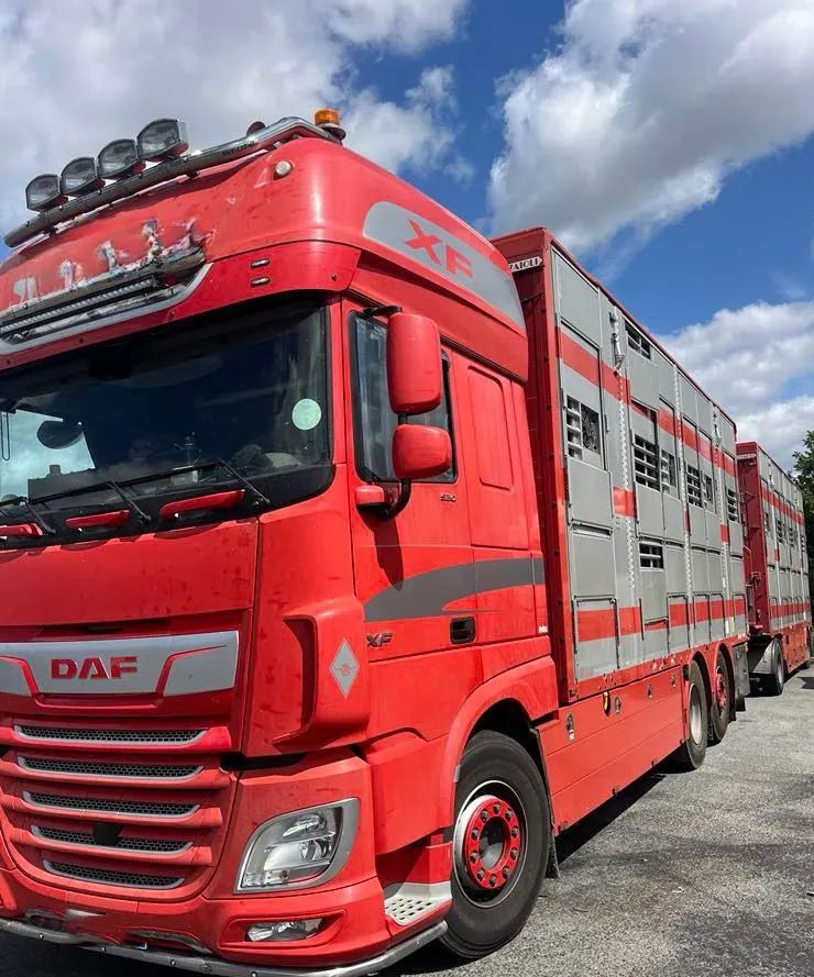 DAF XF 530 + Przyczepa Pezzaoli - 3X Trzoda, 2 X Bydło I 3 poziomy I Podnoszony dach I Hydroburta I Osie Skrętne I Poidła I Wentylatory I Pilot Manualny | - Для перевезення худоби вантажівка: фото 1 DAF XF 530 + Przyczepa Pezzaoli - 3X Trzoda, 2 X Bydło I 3 poziomy I Podnoszony dach I Hydroburta I Osie Skrętne I Poidła I Wentylatory I Pilot Manualny | - Для перевезення худоби вантажівка: фото 1