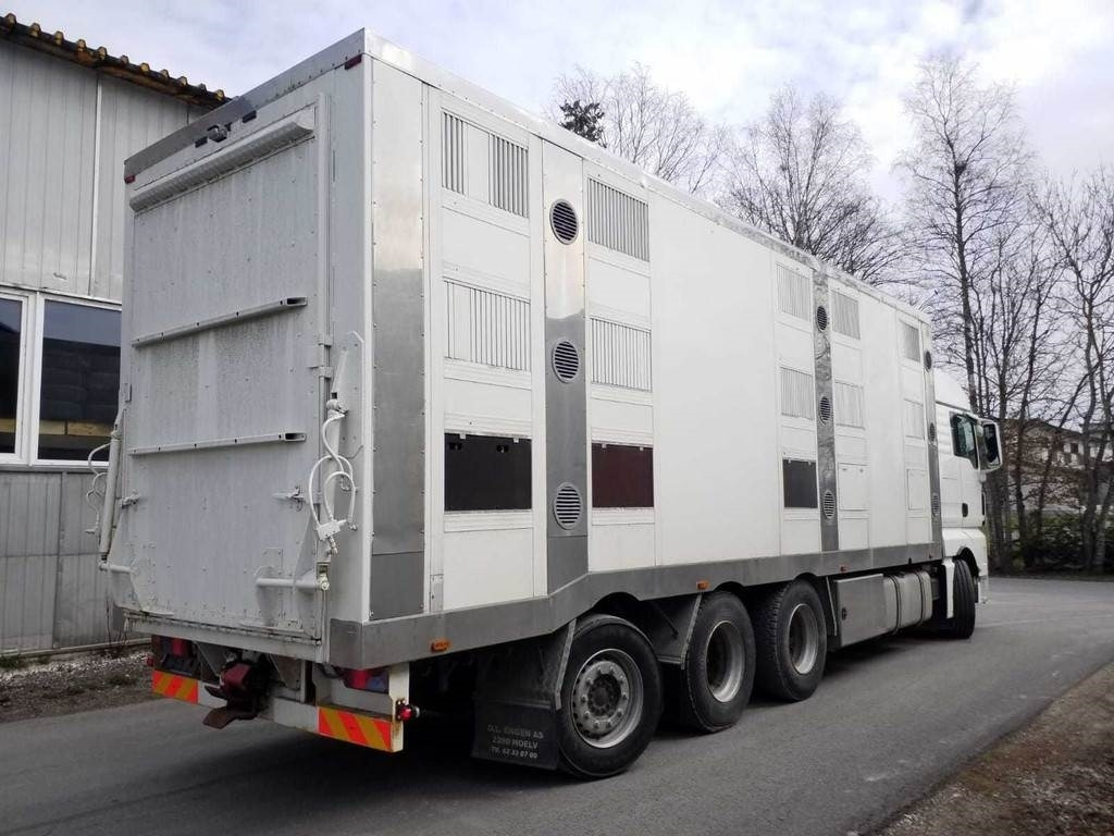 MAN TGX 35.540 8X4 TRIDEM ANIMAL - Для перевезення худоби вантажівка: фото 3 MAN TGX 35.540 8X4 TRIDEM ANIMAL - Для перевезення худоби вантажівка: фото 3