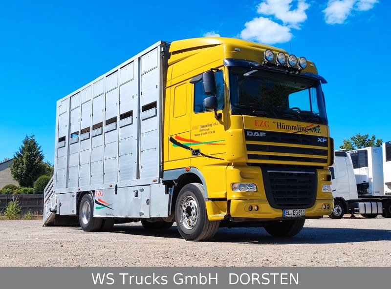 DAF XF410 Menke Doppelstock - Для перевезення худоби вантажівка: фото 2 DAF XF410 Menke Doppelstock - Для перевезення худоби вантажівка: фото 2